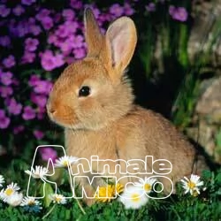 allevamento conigliomania, conigli nani, ariete, leone, allevamento conigliomania – pisa (pi) vendiamo cuccioli di conigli nani, arieti e testa di leone, di tutti i colori. prezzo: 25 euro cuccioli sempre disponibili. trattiamo anche vendita per grossisti del settore, a prezzi interessanti. possibil