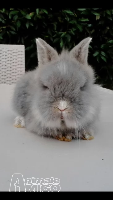 allevamento conigliomania, conigli nani, ariete, leone, allevamento conigliomania – pisa (pi) vendiamo cuccioli di conigli nani, arieti e testa di leone, di tutti i colori. prezzo: 25 euro cuccioli sempre disponibili. trattiamo anche vendita per grossisti del settore, a prezzi interessanti. possibil | Foto 0
