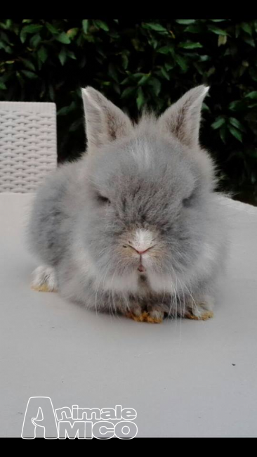 allevamento conigliomania, conigli nani, ariete, leone, allevamento conigliomania – pisa (pi) vendiamo cuccioli di conigli nani, arieti e testa di leone, di tutti i colori. prezzo: 25 euro cuccioli sempre disponibili. trattiamo anche vendita per grossisti del settore, a prezzi interessanti. possibil | Foto 0