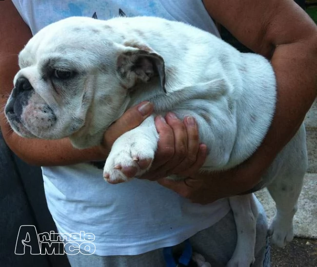 disponibili ancora 2 splendidi cuccioli maschi di bulldog inglese con pedigree