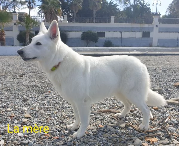 Cuccioli di Pastore Svizzero Bianco in vendita  | Foto 3