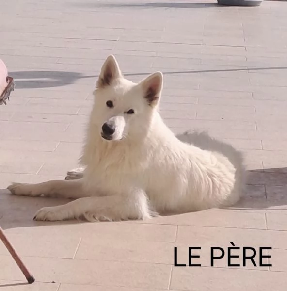 Cuccioli di Pastore Svizzero Bianco in vendita  | Foto 2