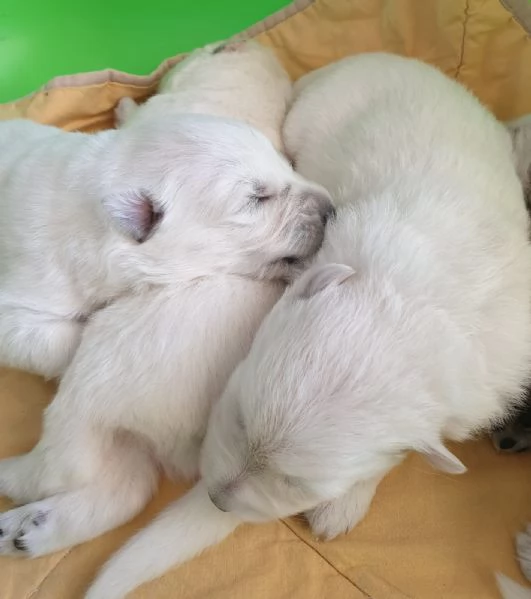 Cuccioli di Pastore Svizzero Bianco in vendita  | Foto 1
