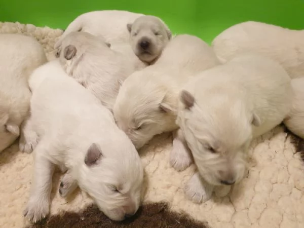 Cuccioli di Pastore Svizzero Bianco in vendita  | Foto 0