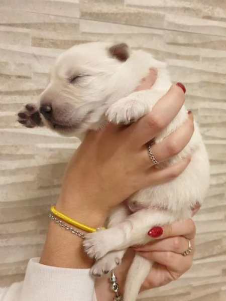 Cuccioli di Pastore Svizzero Bianco in vendita 