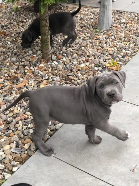 americani pitbull pups 1 maschio 2 femmine! | Foto 3