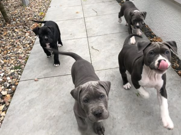 americani pitbull pups 1 maschio 2 femmine! | Foto 2
