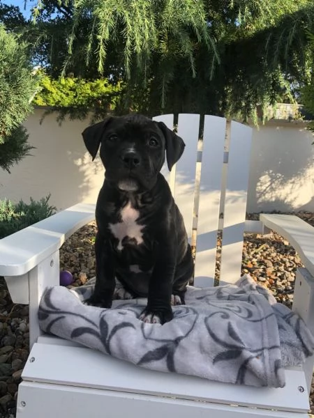americani pitbull pups 1 maschio 2 femmine! | Foto 1