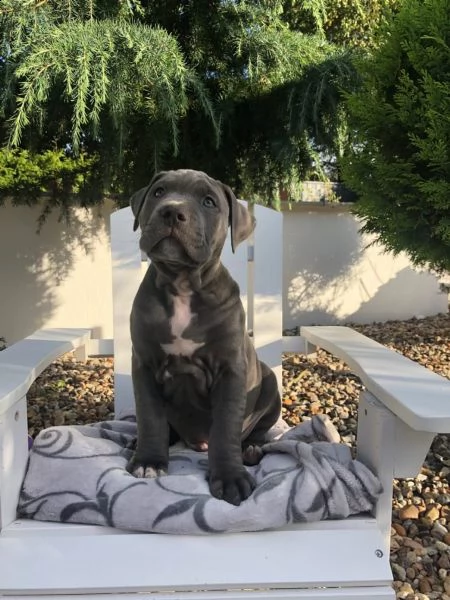 americani pitbull pups 1 maschio 2 femmine! | Foto 0