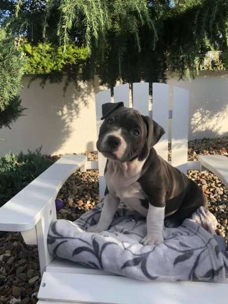 americani pitbull pups 1 maschio 2 femmine!