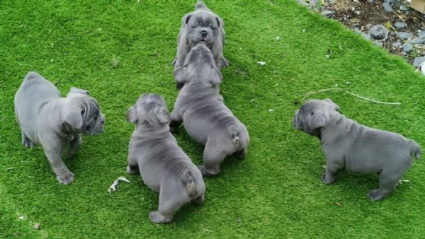 cuccioli bulldog francese - pedigree enci