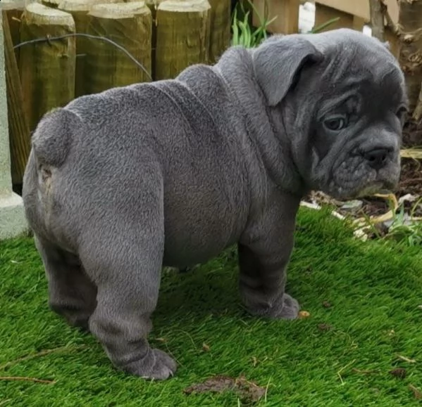 cuccioli bulldog francese - pedigree enci | Foto 3
