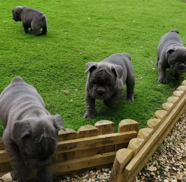 cuccioli bulldog francese - pedigree enci | Foto 2