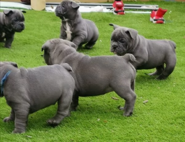 cuccioli bulldog francese - pedigree enci | Foto 1