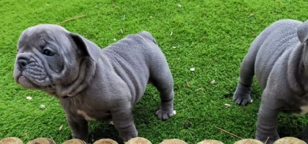 cuccioli bulldog francese - pedigree enci | Foto 0
