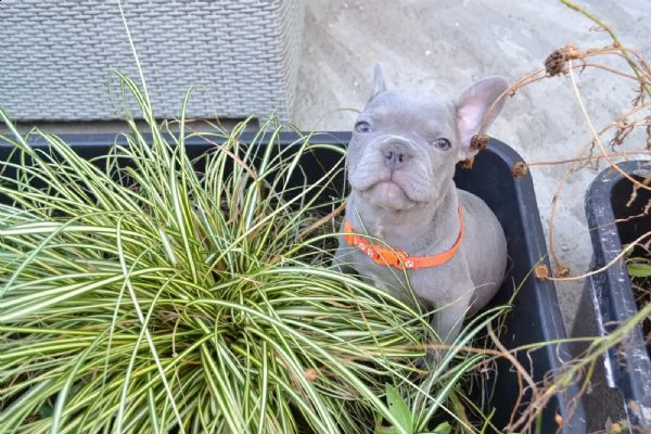 minni (bouledogue francese) | Foto 1