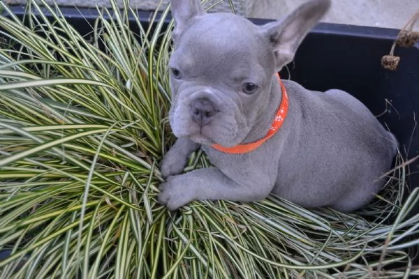 minni (bouledogue francese) | Foto 0