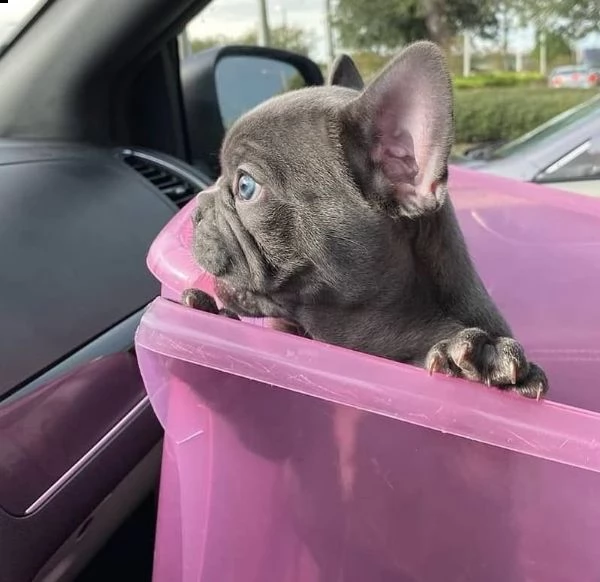 minni (bouledogue francese)