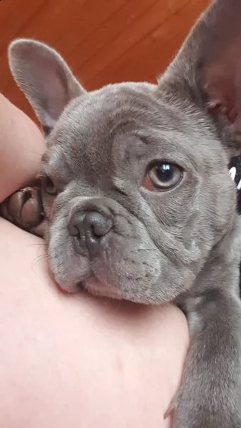 bouledogue francese blu | Foto 0