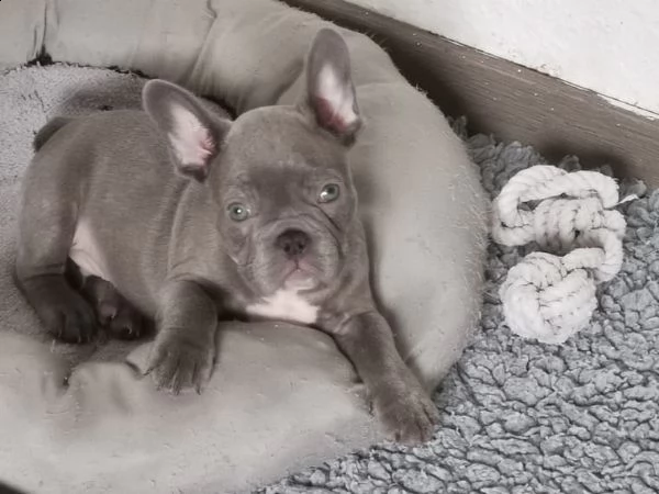 bouledogue francese blu