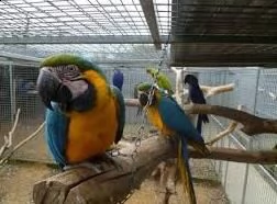 pappagallo ara blu e giallo per te e in cerca di una nuova casa. pappagallo ara maschio e femmina di