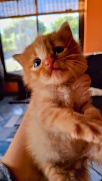 Gattino maschi, Lello lungo aspetta casa | Foto 3