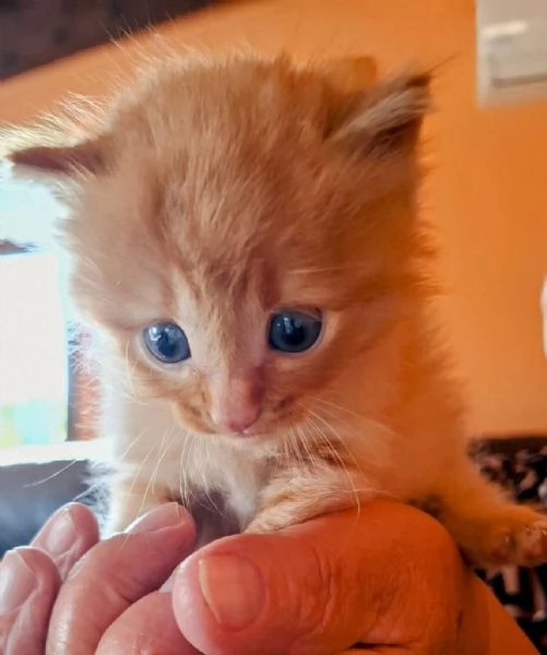 Gattino maschi, Lello lungo aspetta casa | Foto 2