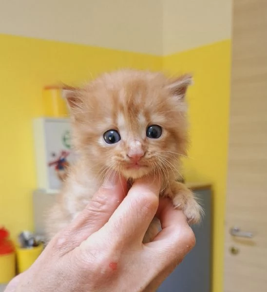 Gattino maschi, Lello lungo aspetta casa | Foto 1