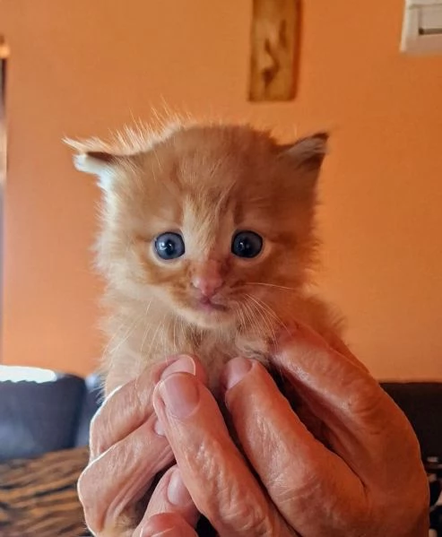 Gattino maschi, Lello lungo aspetta casa | Foto 0