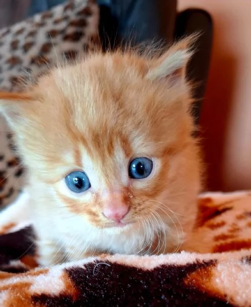 Gattino maschi, Lello lungo aspetta casa