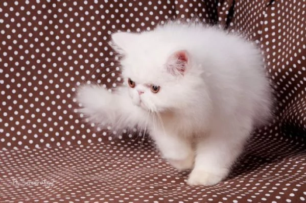 gattino persiani | Foto 0
