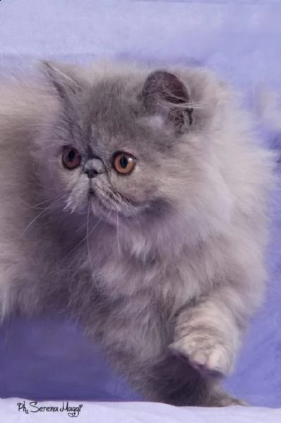 cuccioli gattini persiani | Foto 1