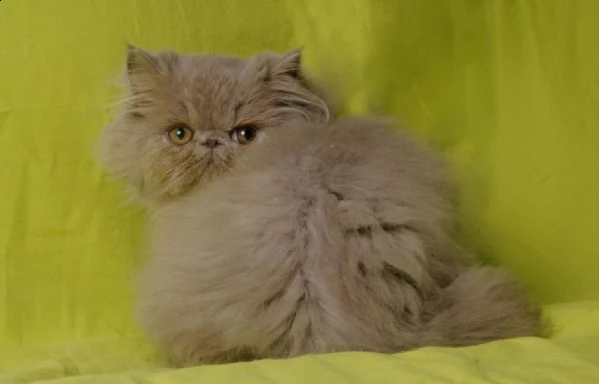 gattini persiani pura razza 