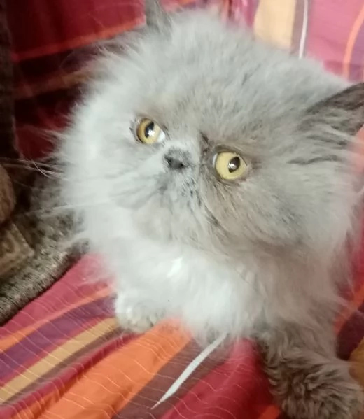 Gattini persiani pura razza 