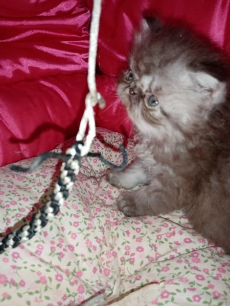 Cuccioli gatto Persiano pura razza 