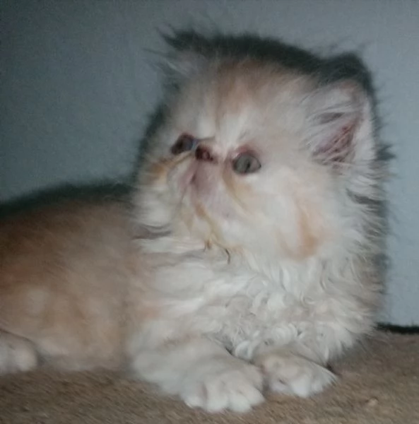 Cuccioli gatto Persiano pura razza  | Foto 4