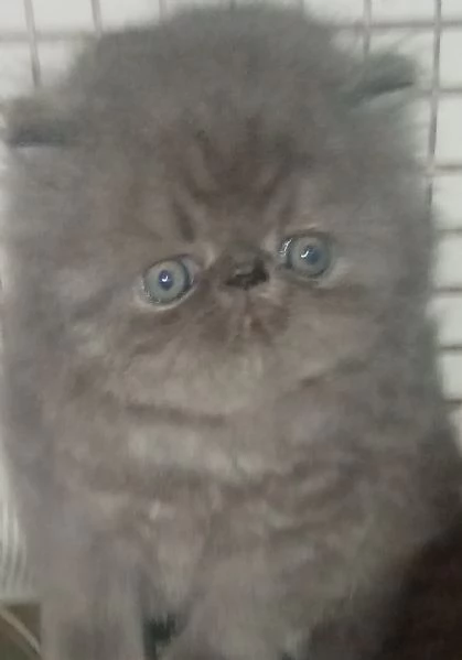 Cuccioli gatto Persiano pura razza  | Foto 3