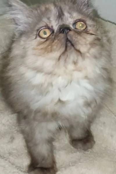 Cuccioli gatto Persiano pura razza  | Foto 2