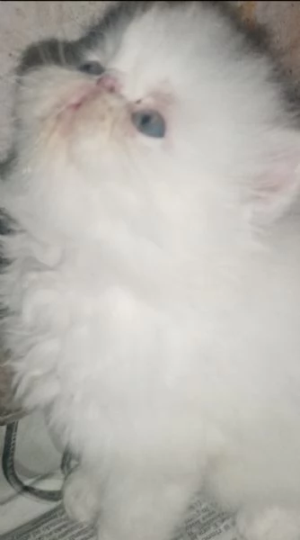 Cuccioli gatto Persiano pura razza  | Foto 1