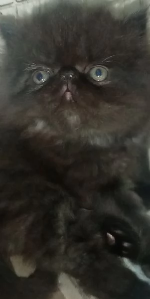 Cuccioli gatto Persiano pura razza  | Foto 0