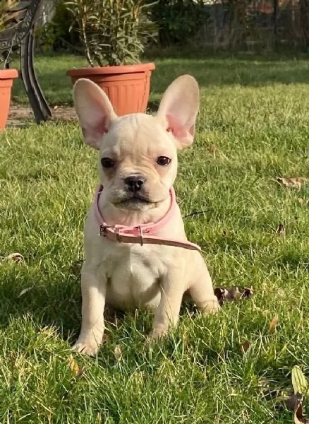 cuccioli bulldog francese - pedigree enci | Foto 2