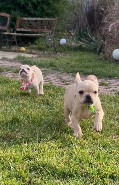 cuccioli bulldog francese - pedigree enci | Foto 1