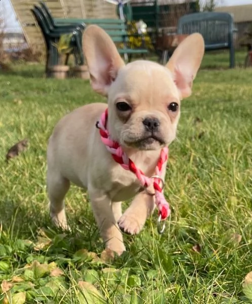 cuccioli bulldog francese - pedigree enci | Foto 0