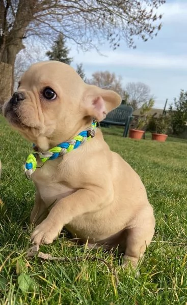 cuccioli bulldog francese - pedigree enci