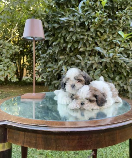 bellissimi cuccioli di shihtzu con pedigree enci | Foto 2
