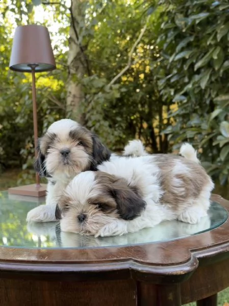 bellissimi cuccioli di shihtzu con pedigree enci | Foto 0