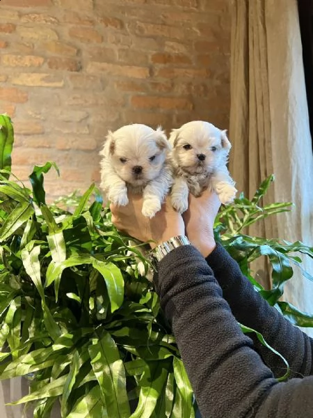 bellissimi cuccioli maltesi con pedigree enci