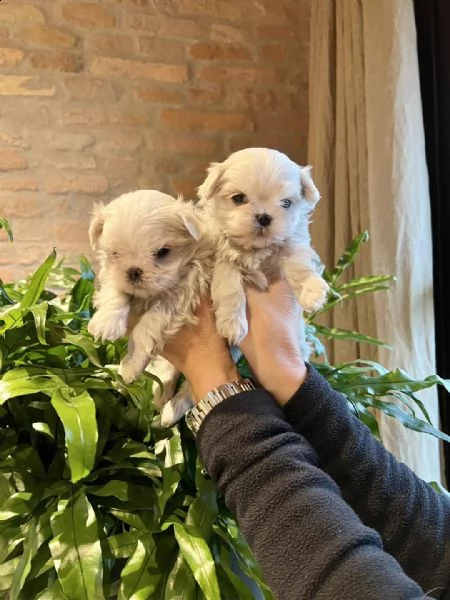 bellissimi cuccioli maltesi con pedigree enci | Foto 0