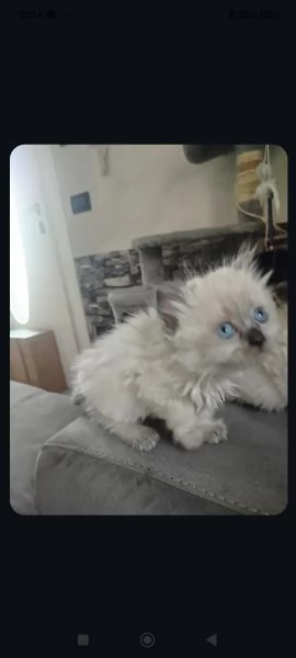 Vendita cuccioli di gatto persiano