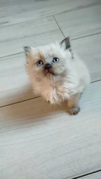 Vendita cuccioli di gatto persiano | Foto 0